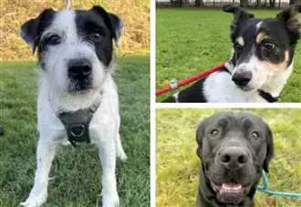 12 dogs in Kent desperate for a forever home