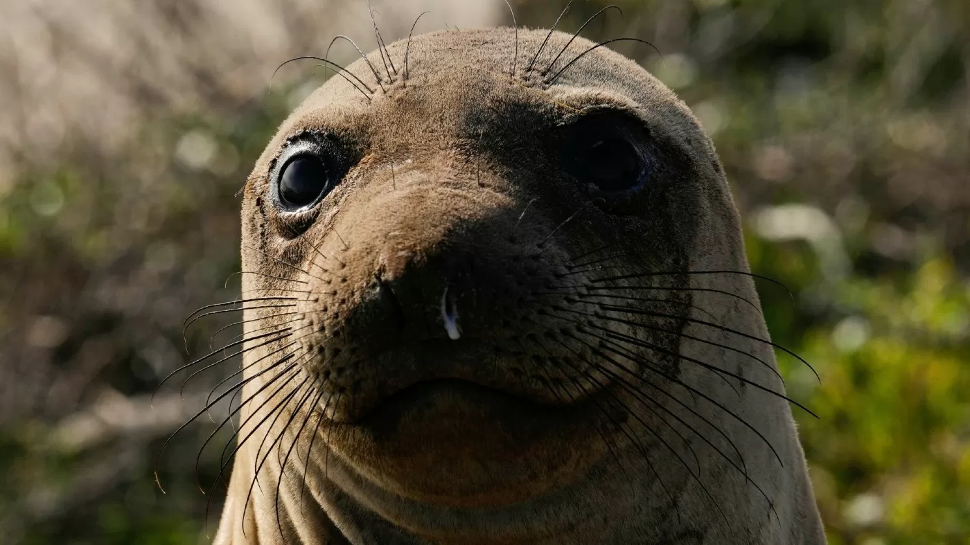 California seal-watching tours canceled due to bird flu outbreak