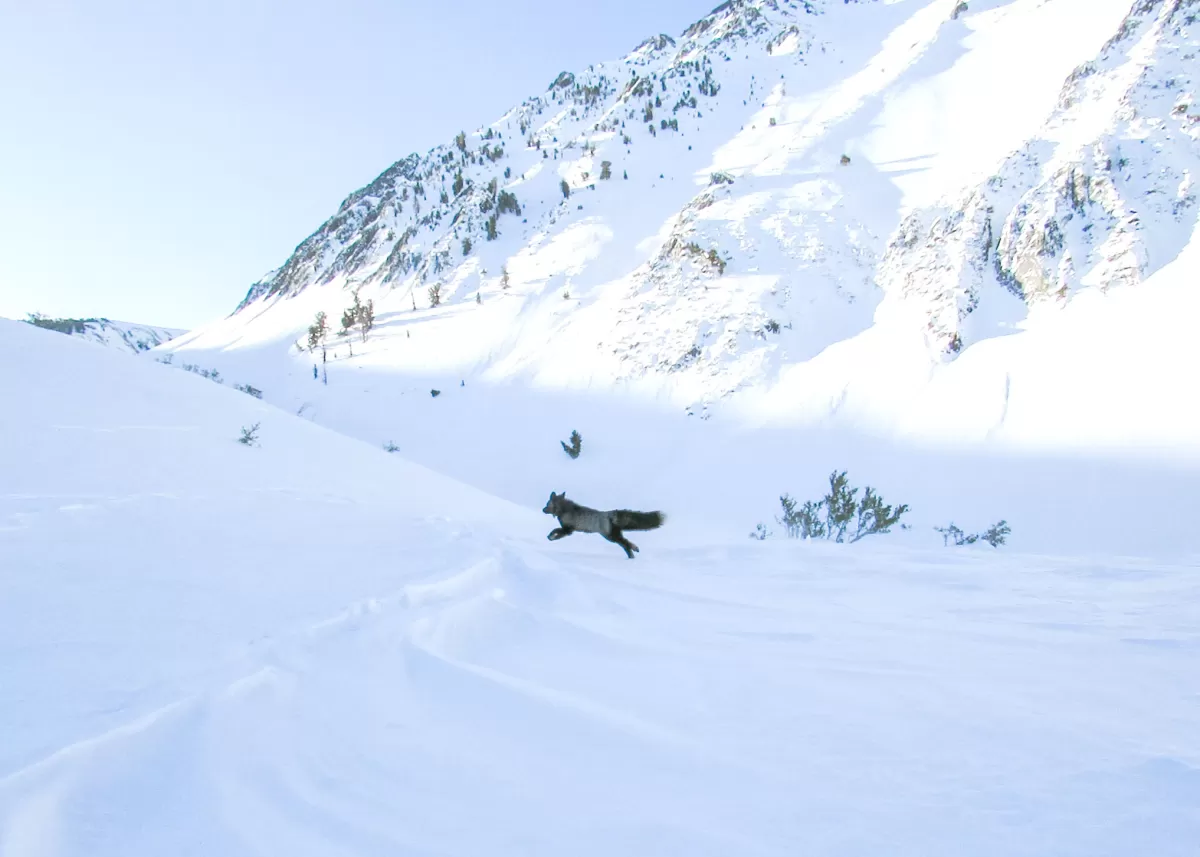 One of California's most elusive animals captured near Yosemite