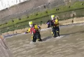 Trapped dog rescued from beach after falling 15 feet off sea wall