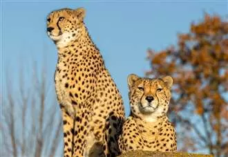 ‘It’s sad to see them go’: Cheetah brothers labelled ‘firm favourites’ leave animal park