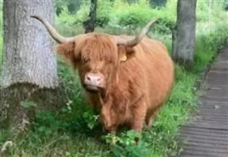 TikTok trend sparks cow chaos: Visitors urged to step back