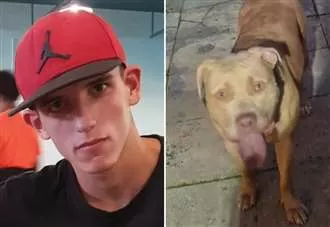 ‘It growled then pounced’: Teen spared jail over horror XL bully attack on baby