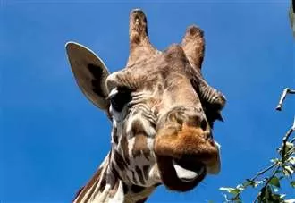 ‘He was a kind soul who loved swede’: Keepers pay tribute after giraffe death