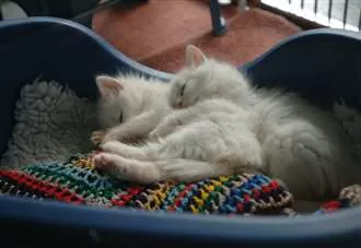 Cat rescue facing closure as costs rise