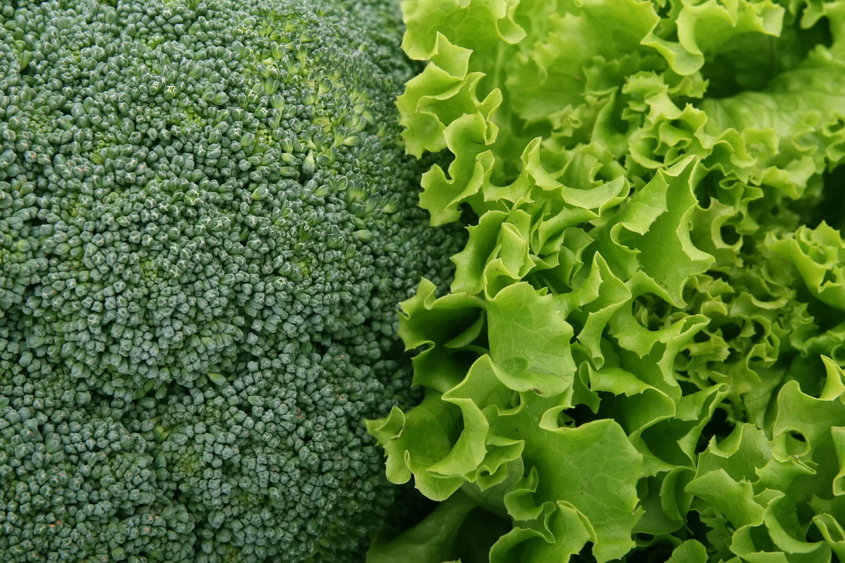 Plant-Based Diet for Heart Reversal, Cholesterol Reduction, and Easy Recipe Ideas Backed by Research