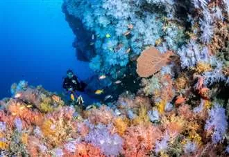Spectacular underwater images on display in UK for the first time
