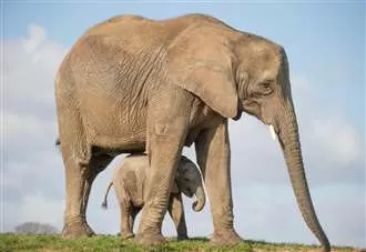 Mums go free at wildlife park for Mother’s Day