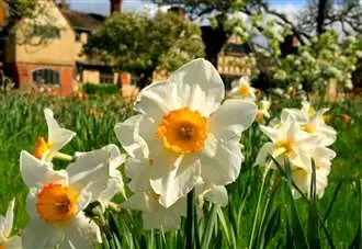 Where to see golden daffodils in Kent this spring