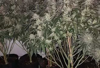 Man charged after cannabis farm uncovered in police raid